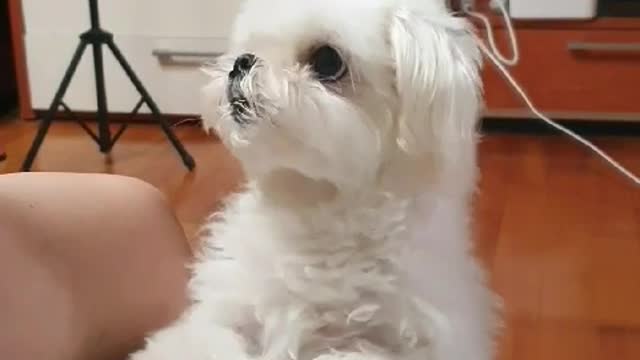 My puppy's jump for sweet potato