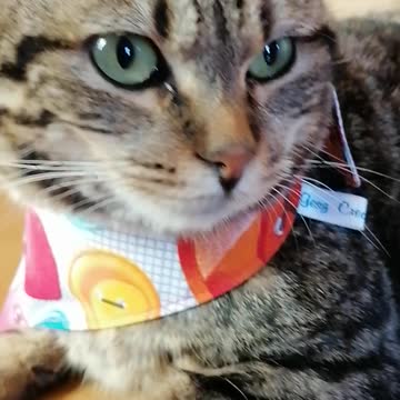Cat wearing a new bandana