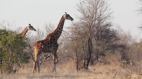 Giraffe stands in the morning light