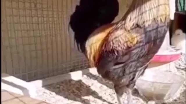 crying chicken kko