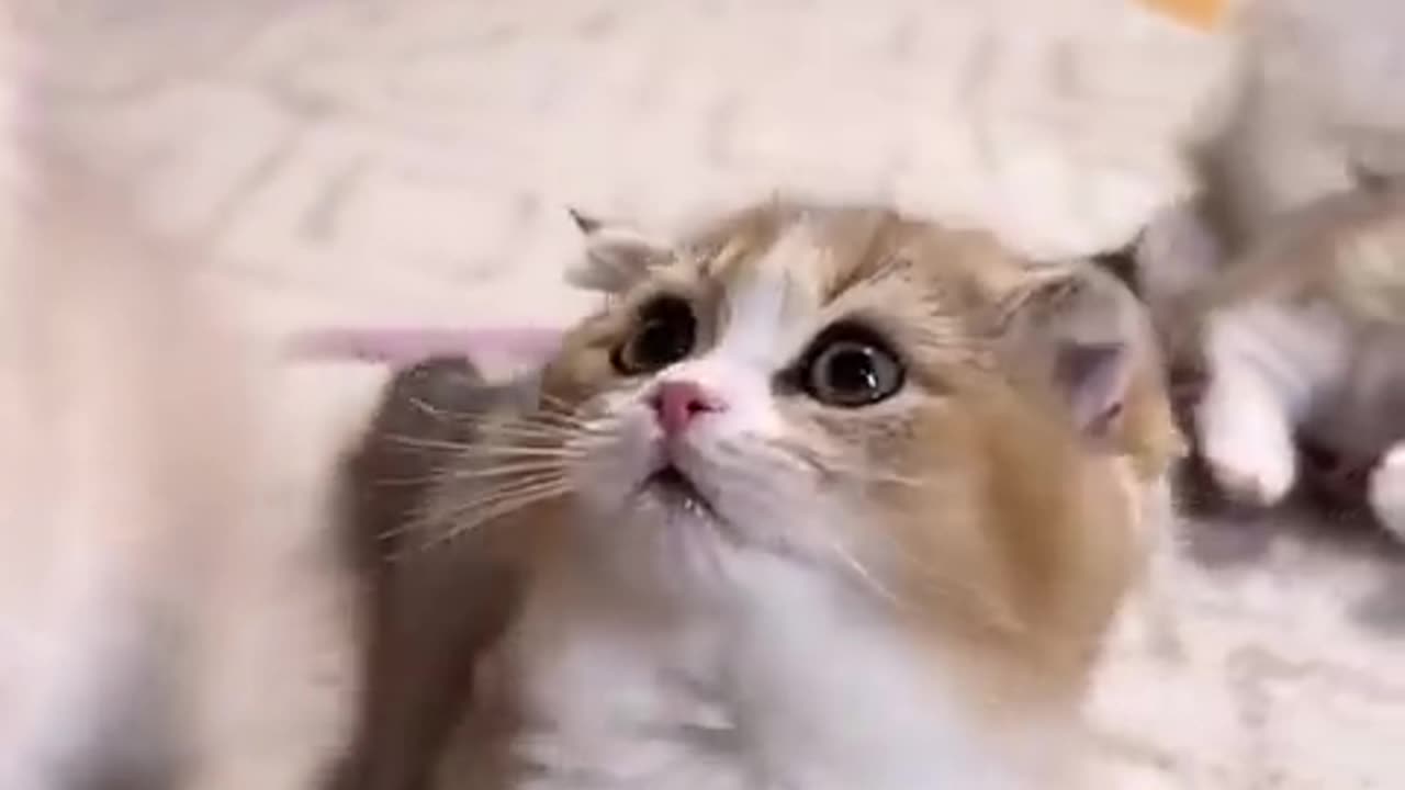 My cute Cato ##funnycat #animalsvideo #shortsvideo #tiktokvideo