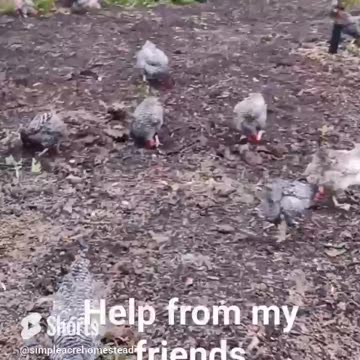 A little help getting the garden ready for winter.