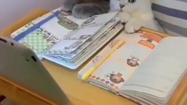 # FUNNY VIDEO# OF CAT#CANT STOP LAUGHING AT 🤣🤣😜🐱🐈#