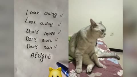 The Cats can talk😱 these cute cats can speak english better than hoomans😆