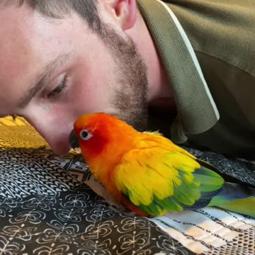 Parrot having a conversation with his dad