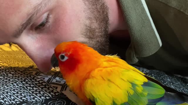 Parrot having a conversation with his dad