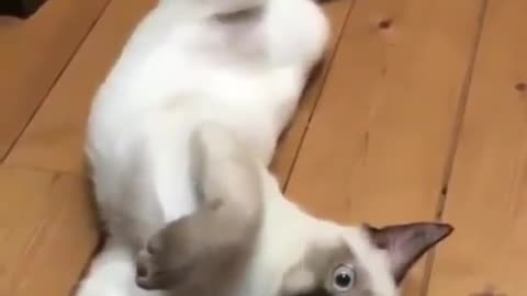 Funny Moment of my Cat | You must watch he punch | punching cat