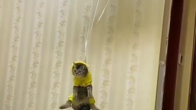 Cute Cat 😺 🎈🎈 flaying