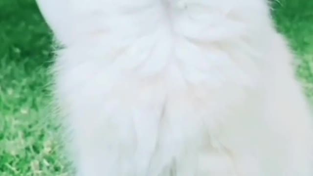 Baby Cats