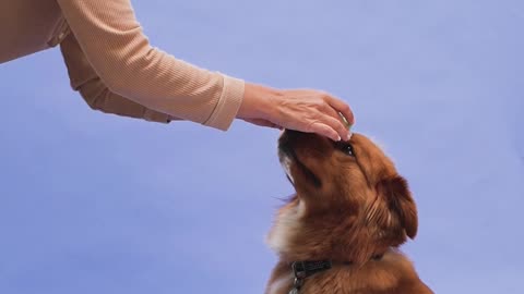 A Woman Training Her Dog