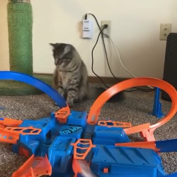 Why are they So Fast 😹😹