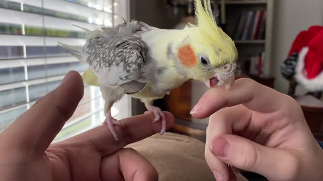 Cockatiel attacks #2