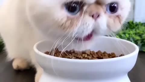 this cat is very hungry