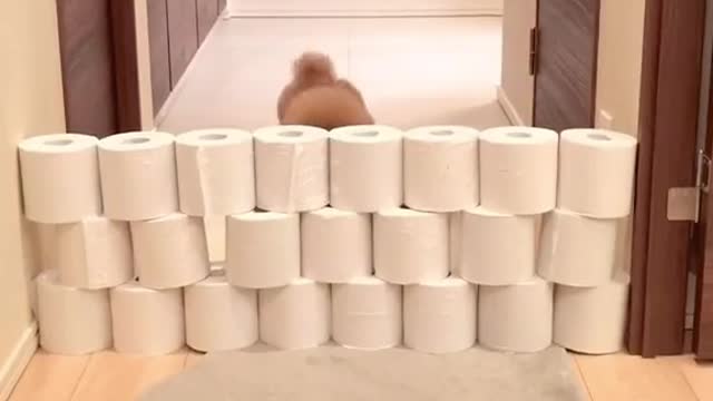 Tissue Roll Competition Chocola vs Panna