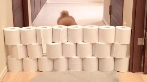 Tissue Roll Competition Chocola vs Panna