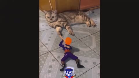 LIVE SPORTS CATS