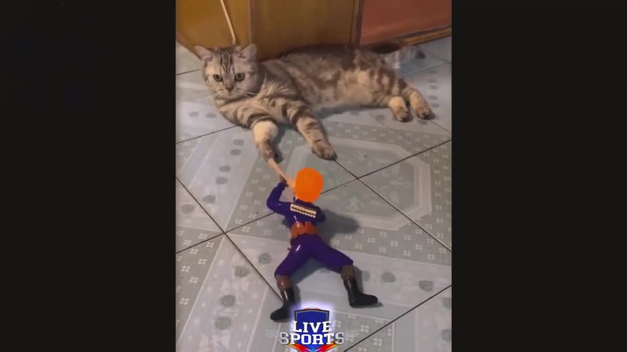 LIVE SPORTS CATS