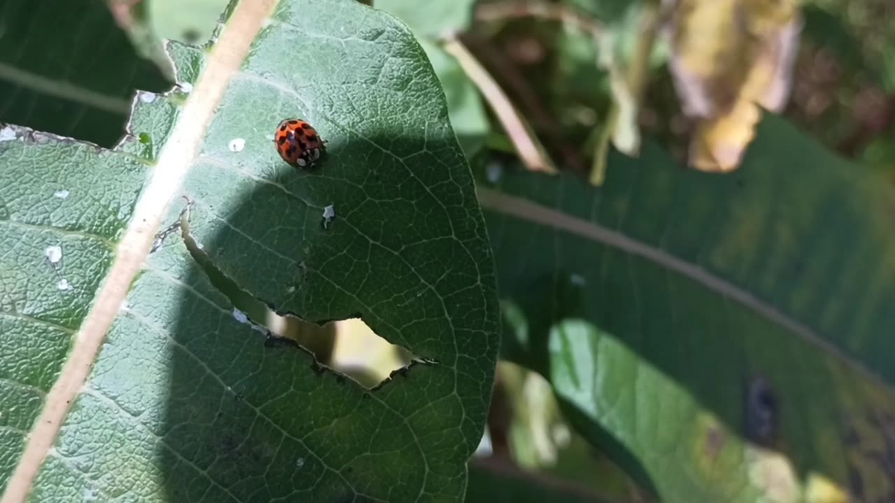 Ladybug