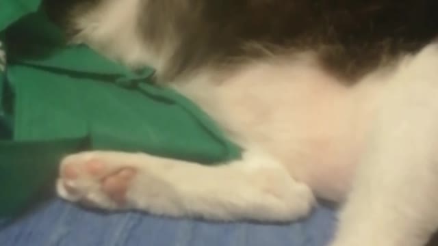 Miggie - Sleeping Twitchy Kitty of love