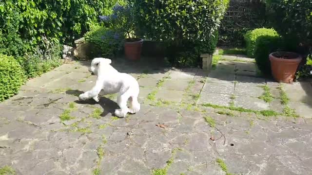 Playing on garden cute dog very lovely looking this