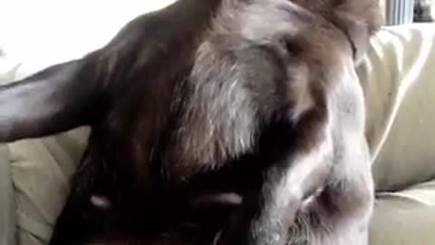 Black pug stretching on sofa