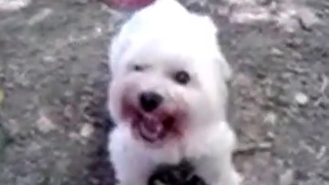 Funny Dog attach on men