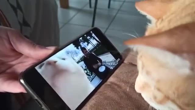 Cat reats to cat vibing to Ievan Polkka | FUNNY