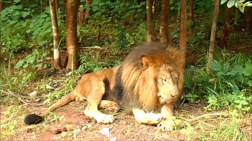 Lion adorably wipes his runny nose