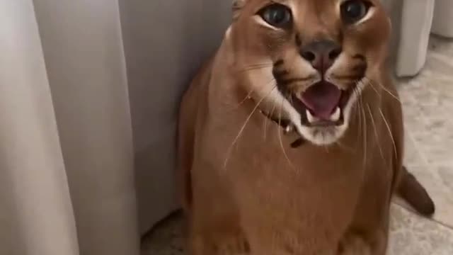 Angry fioppy esrs