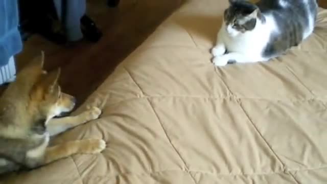 Shiba wants kitten