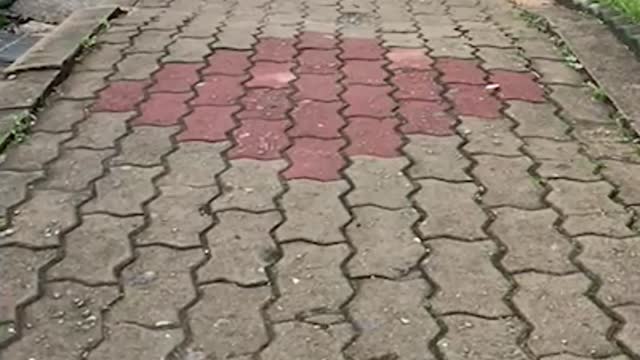 Come on, my pretty puppy