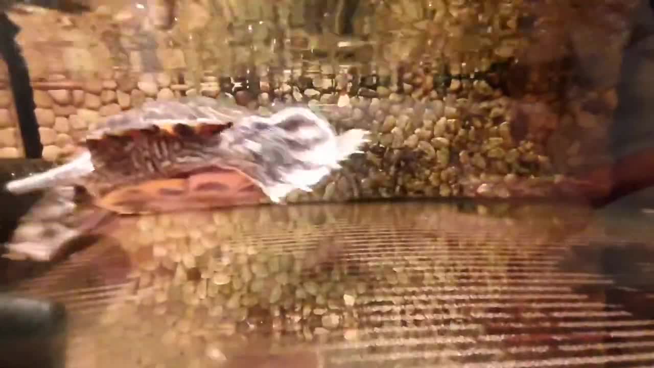 Tortoise Eating First Shrimp ASMR Animals Cute Tortoise Turtle