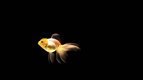 Goldfish quietly spit a bubble, did you see it?