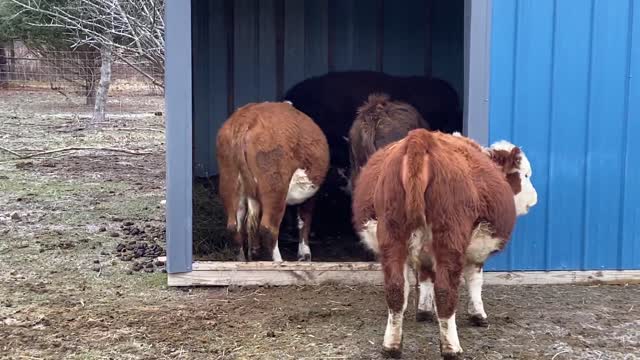 We have our first Mini Hereford Calf on the farm.