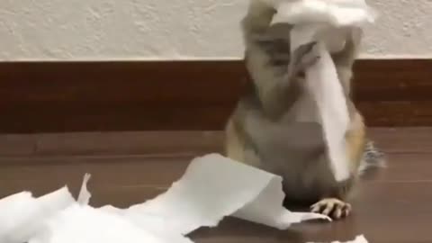 Squirrel eating tissue paper 🤣🤣🤣 funny animal...