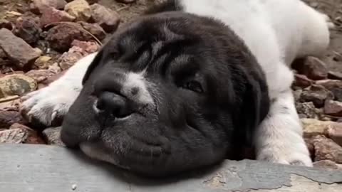 This puppy is very tired and doing this