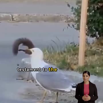 I Though Seagulls Eat Fish But They Eat Squirrels Too