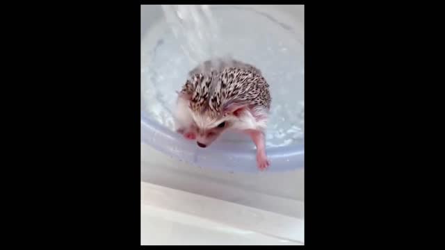 SOO CUTE! 🥰Cutest baby animals Videos Compilation | Cute moment