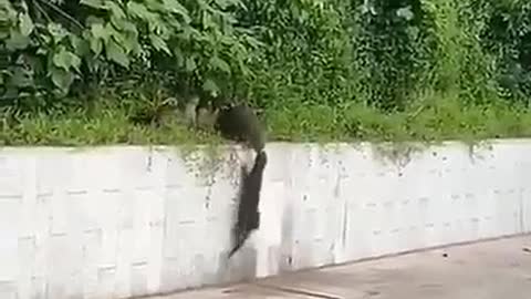 Even animals know how to help