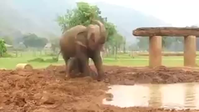 Naughty little elephant