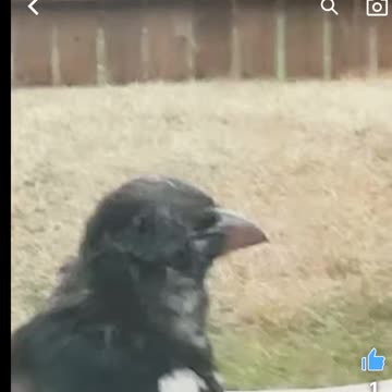 Magpie sings