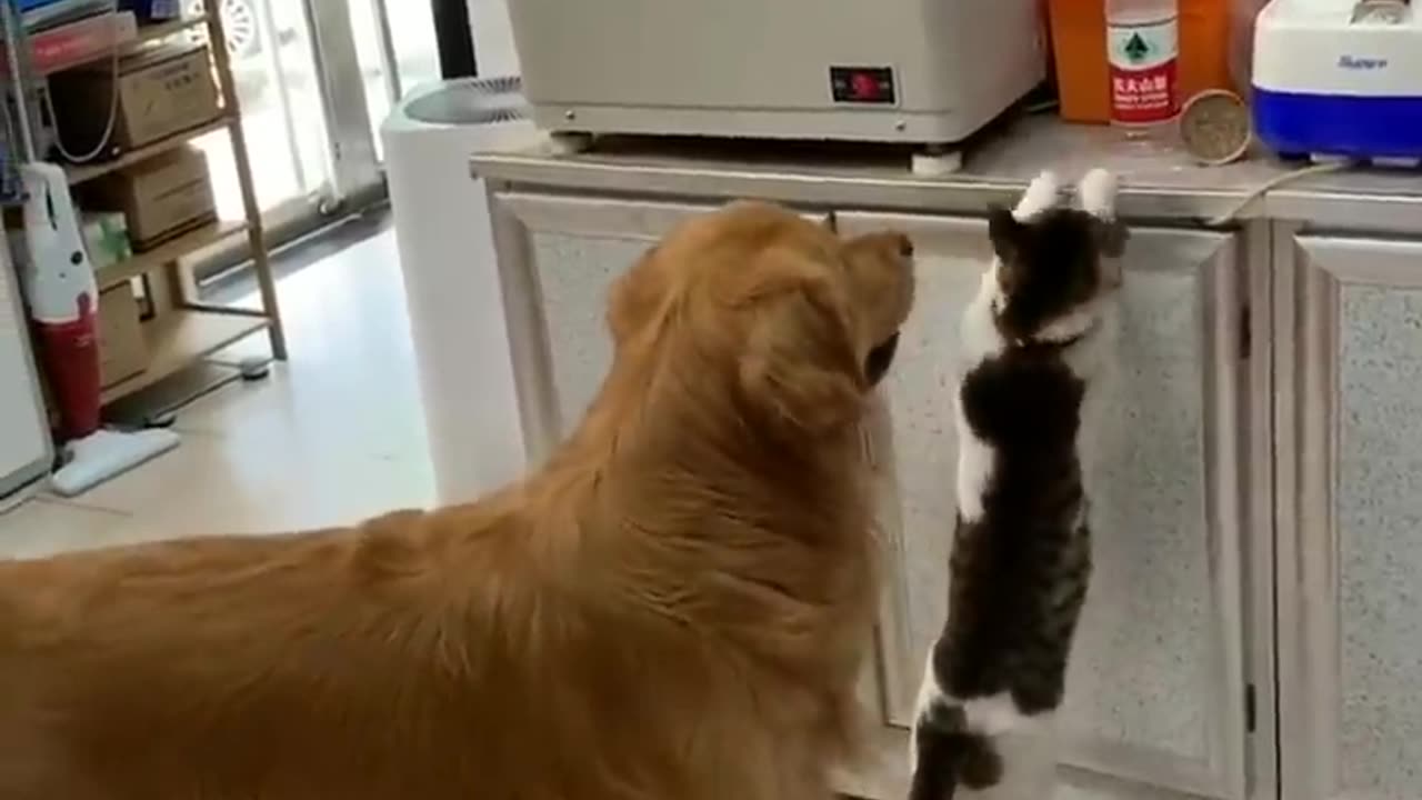 FUNNY DOGS and CATS 🐱🐶 Ungainly Mother Cats 🙃 Chatting Cats 😹 Freshest Animal Funny Videos 2023 😂