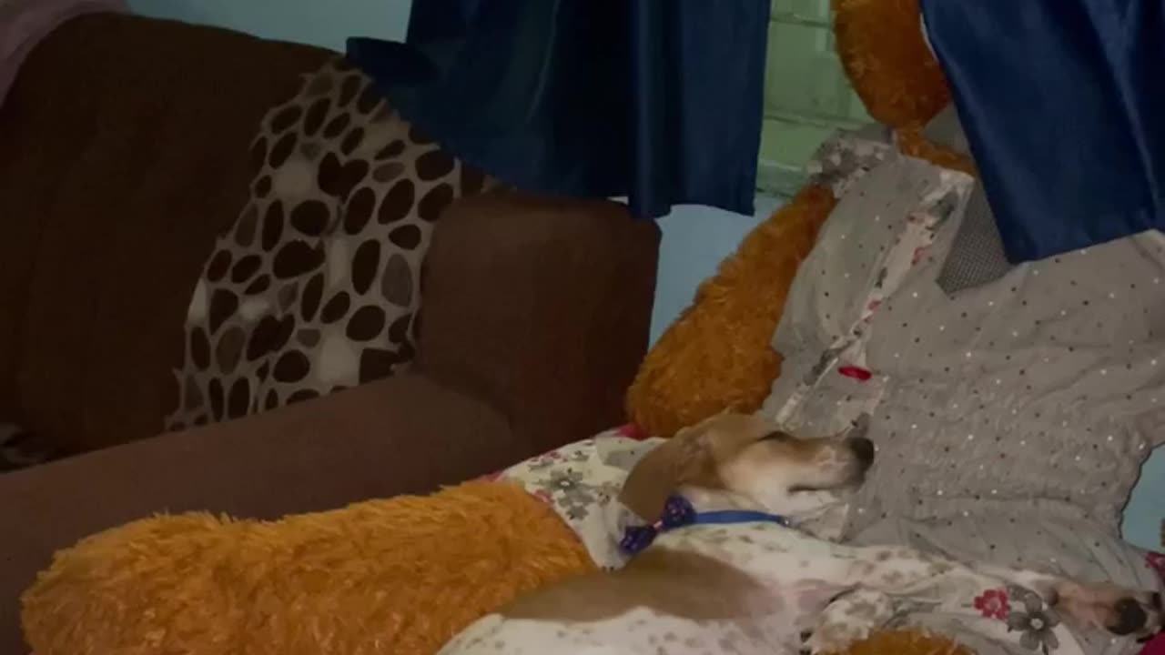 Cute indian puppy napping