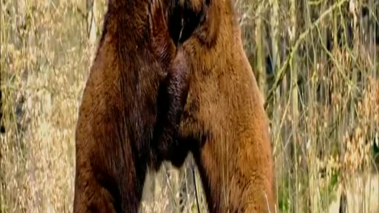 Best Brown Giant Bear Fight Ever! Battle Of The Giant Bears, The Intense Brown Bear Fight #Shorts