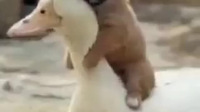 Cute puppy & beautiful Duck Friend ship