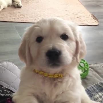 SURPRISING BEST FRIEND WITH PUPPY!! (FREAKOUT)