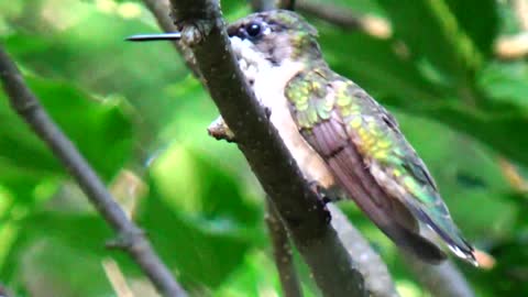 Hummingbird