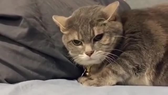 funny and cute cat