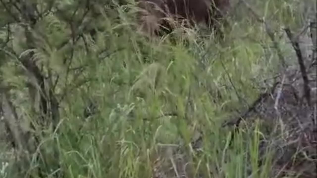 Safari Drive Encounters Unhappy Elephants