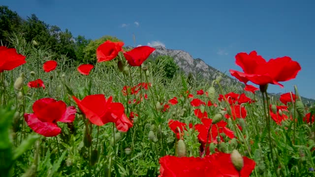 Beautiful red Flowers